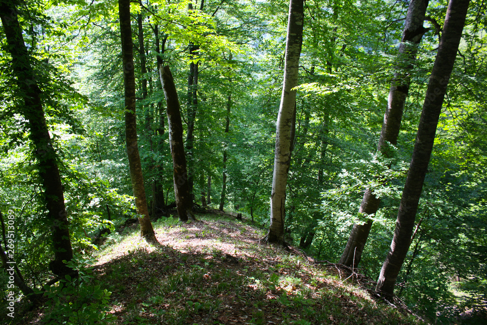 Fototapeta trees in the forest