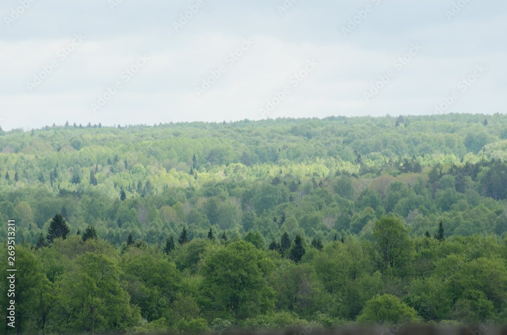 extensive forests, trees on the horizon