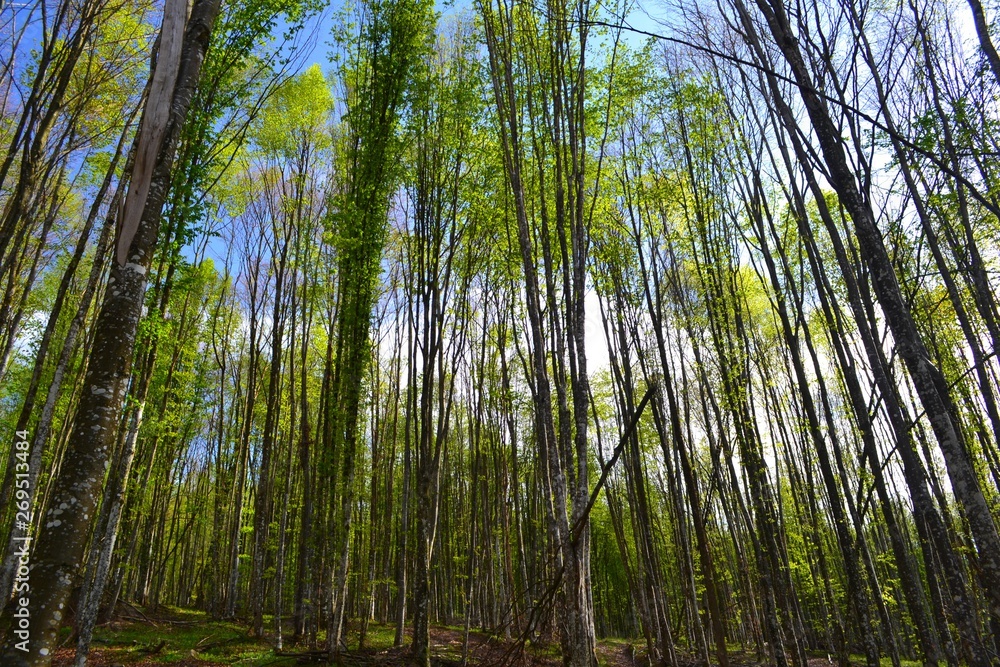 spring in the deciduous forest spring in the deciduous forest
