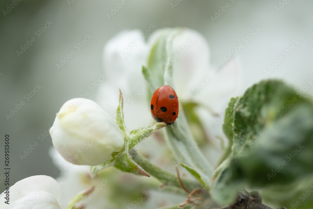 Red ladybug on apple tree flower macro close-up Red ladybug on apple tree flower macro close-up