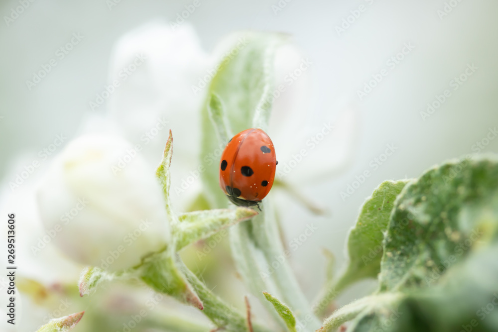 Red ladybug on apple tree flower macro close-up Red ladybug on apple tree flower macro close-up