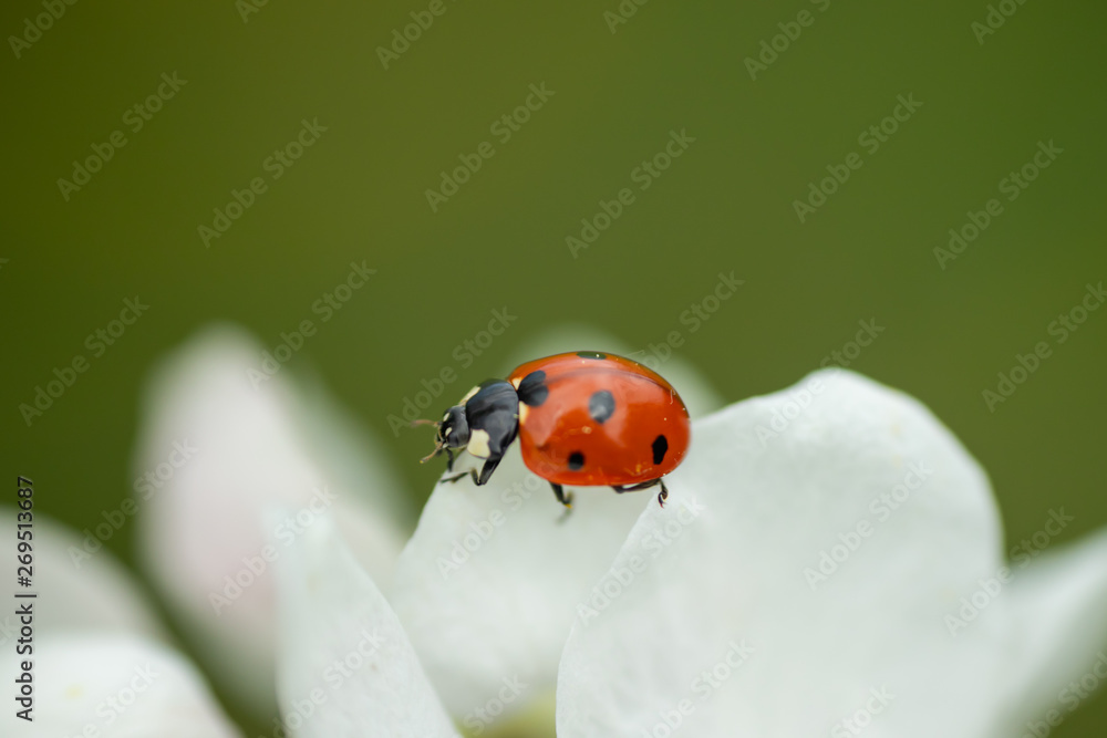 Red ladybug on apple tree flower macro close-up