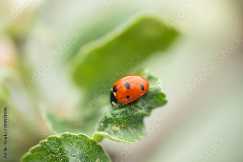 Red ladybug on apple tree leaf macro close-up © Elena Noeva