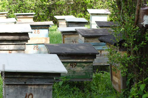 apiary with the hives, beekeeping and spring nature