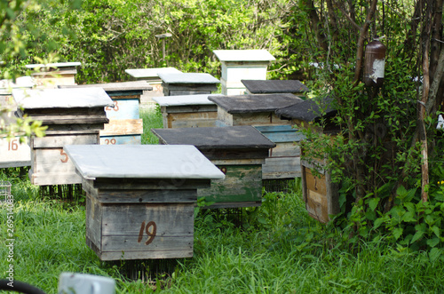 apiary with the hives, beekeeping and spring nature
