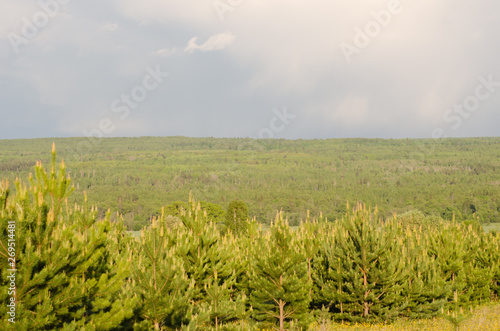 extensive forests, trees on the horizon