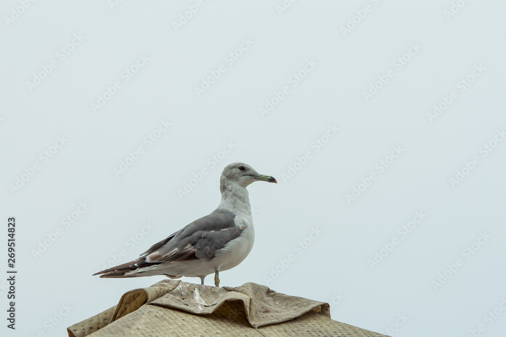 seagulls sitting on a roof with a gray sky background seagulls sitting on a roof with a gray sky background