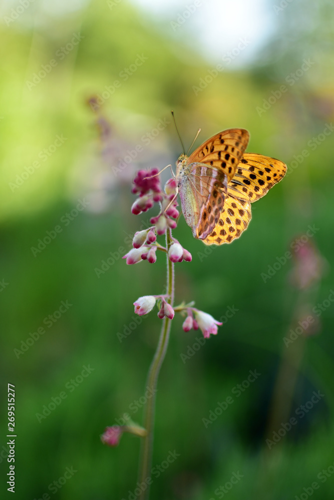 A beautiful butterfly perched on a plant in the garden. A beautiful butterfly perched on a plant in the garden.