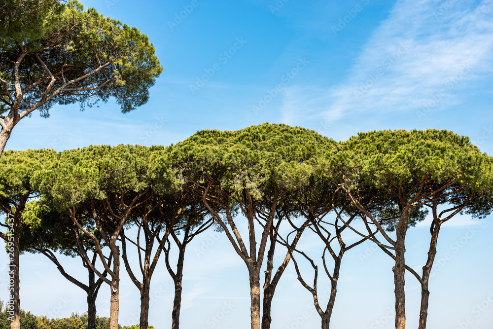Forest with maritime pines - Ostia Antica Rome Italy Forest with maritime pines - Ostia Antica Rome Italy