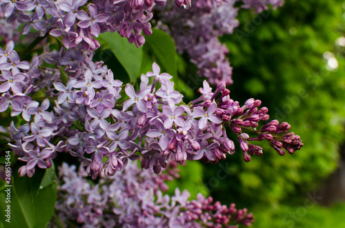 purple flowers in the garden, lilac