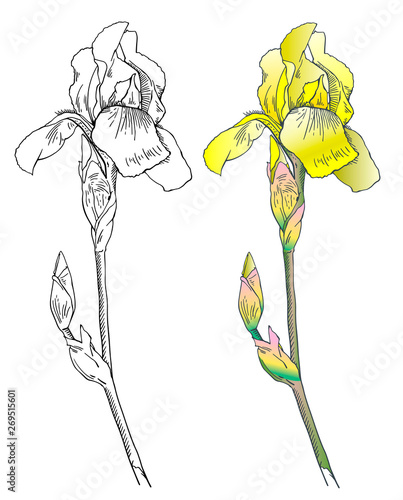graphic the branch flower yellow Iris