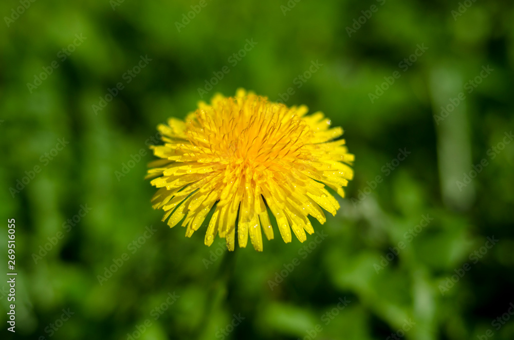 Bright yellow dandelion flower on green grass background Bright yellow dandelion flower on green grass background