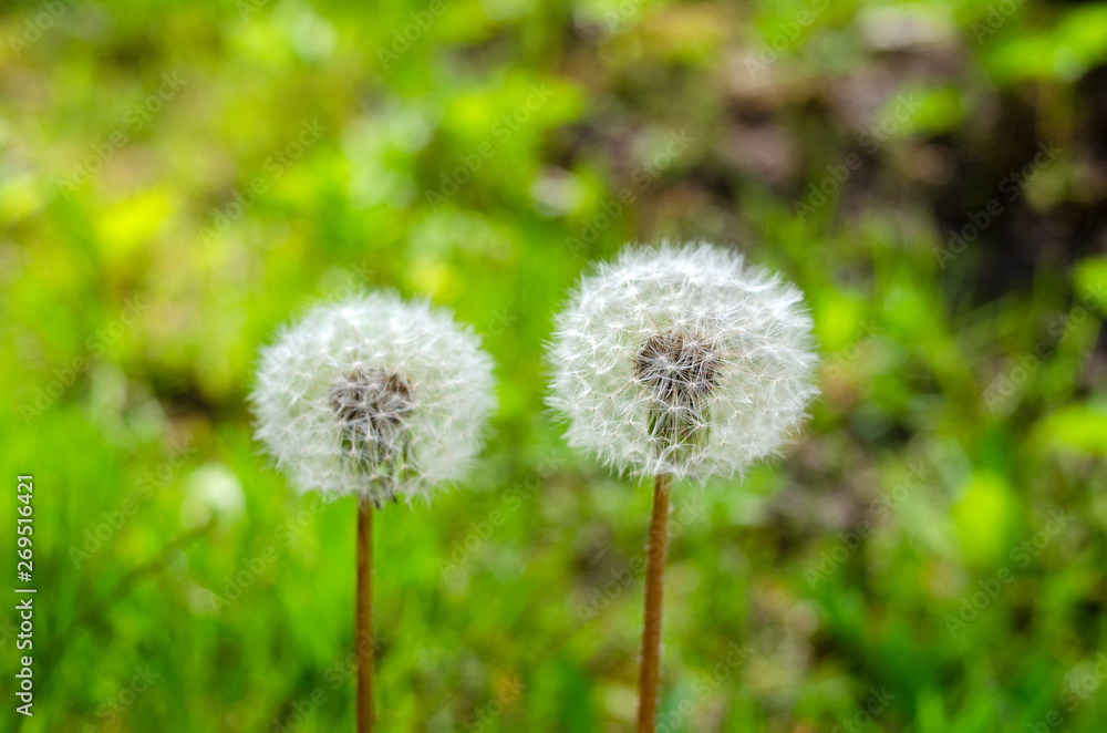 cap parachutes white dandelion waiting for the wind cap parachutes white dandelion waiting for the wind