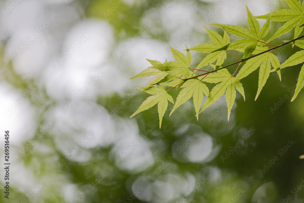 新緑のもみじ　背景素材