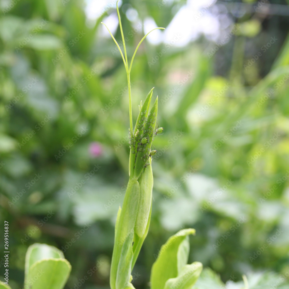 Green aphids on sweet pea branch in the garden. Lathyrus odoratus damaged by insect Green aphids on sweet pea branch in the garden. Lathyrus odoratus damaged by insect