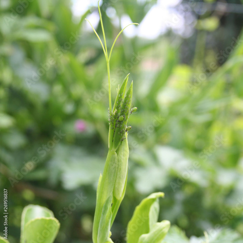 Green aphids on sweet pea branch in the garden. Lathyrus odoratus damaged by insect