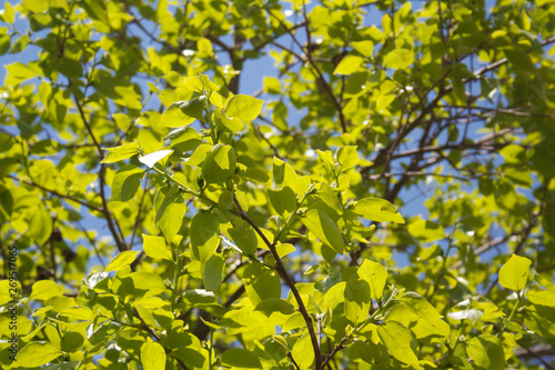 Fotografi Young fresh green leaves of Persimmon tree growing on branch against blue sky