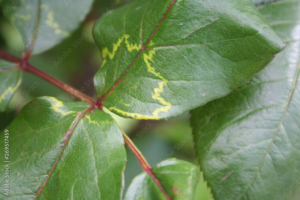 Disease on rose leaves in the garden Disease on rose leaves in the garden