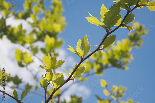 Young fresh green leaves of Plane tree against blue sky. Platanus occidentalis in the garden