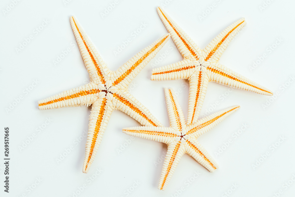 sea stars isolated on white background sea stars isolated on white background