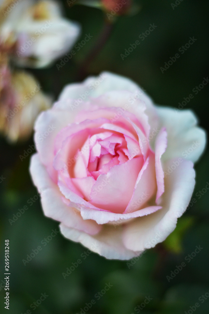 pink rose in garden pink rose in garden