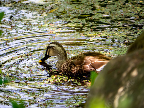 Spotbilled duck in a small garden pond photo