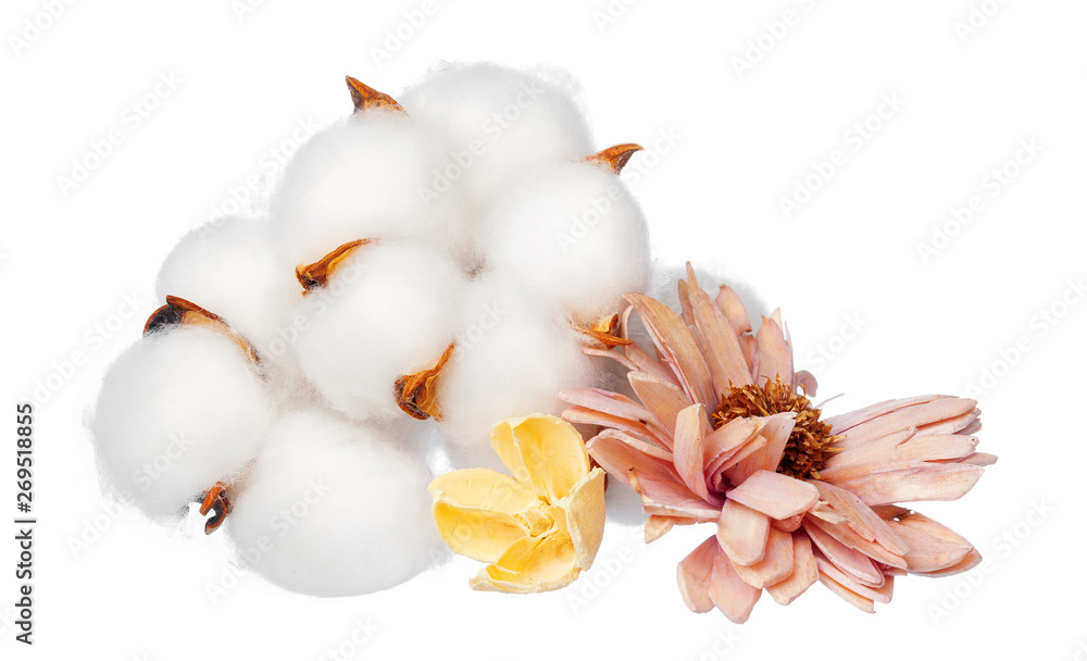 Cotton flowers on white background Cotton flowers on white background