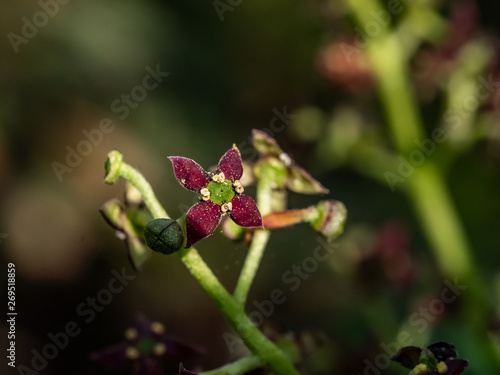 small aucuba japonica flowers in bloom 7