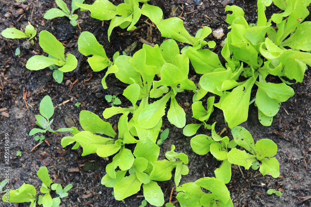 young green fresh salad young green fresh salad