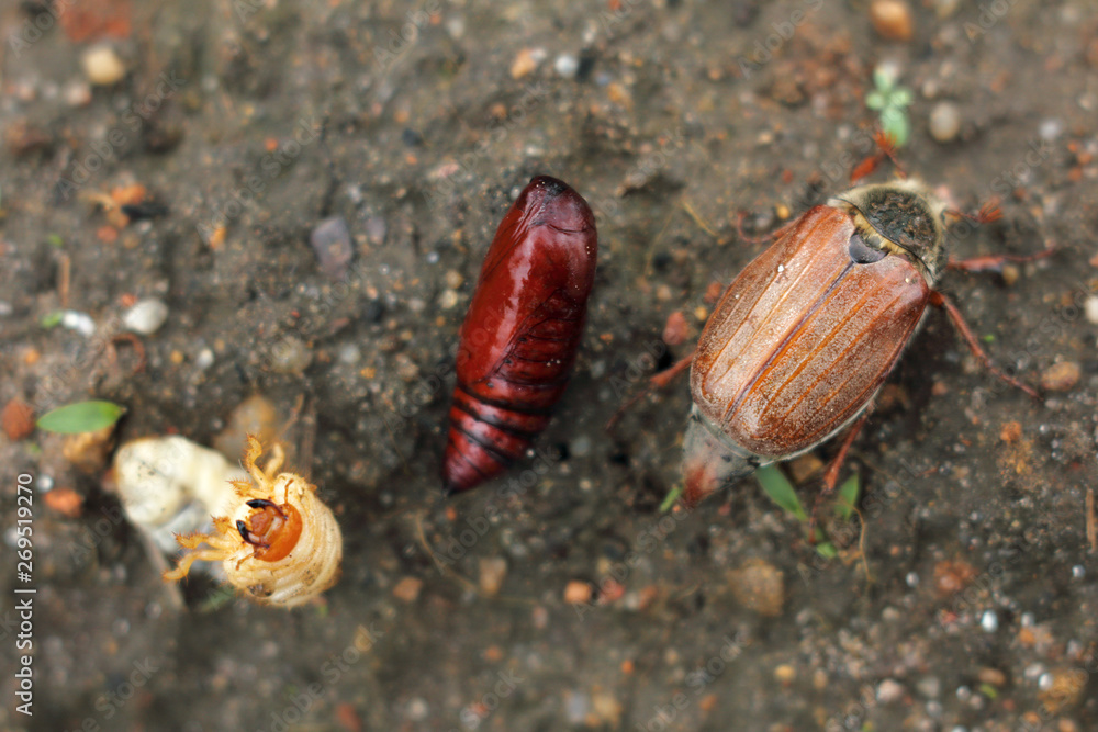 pupa, larva, and cockchafer on the ground in the garden. three stages