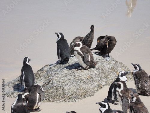 Penguins, Boulders Beach, South Africa