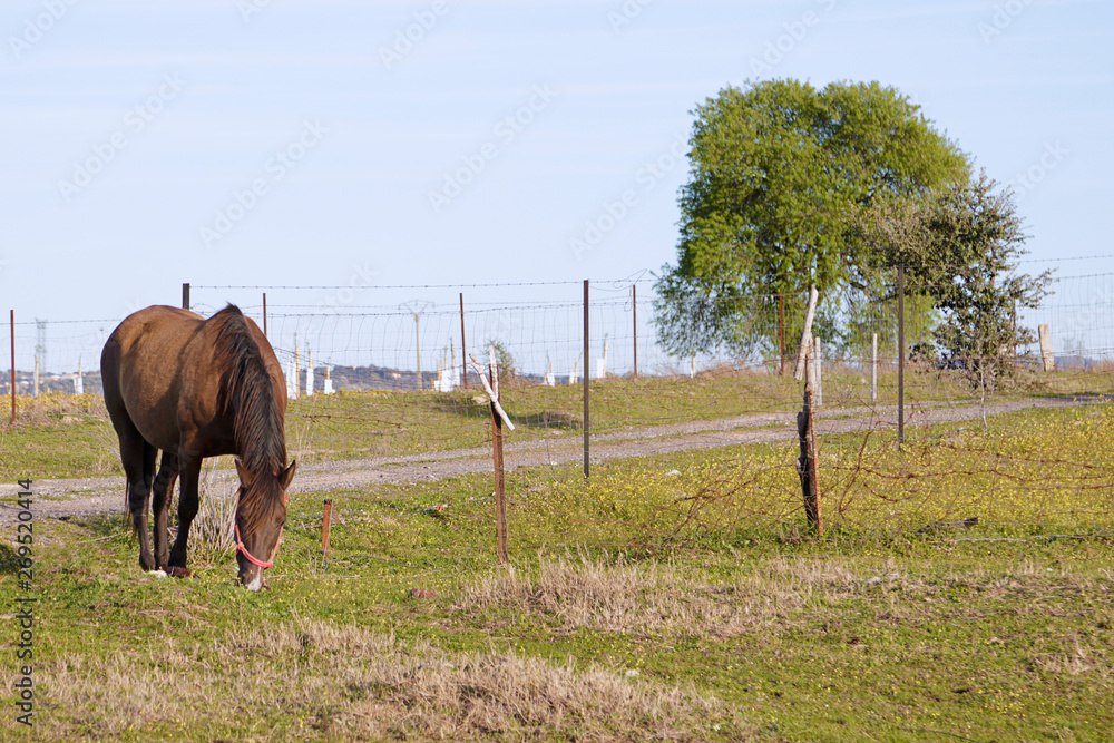 Naklejka premium Horse grazing in a meadow