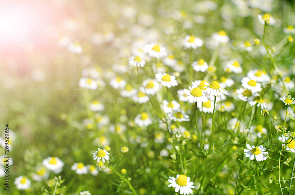 Blooming camomile flowers in a garden. Medical chamomille