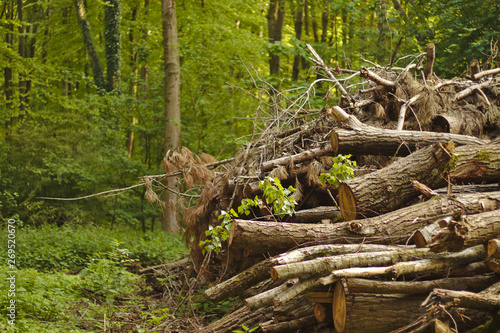 Woodpile in the forest