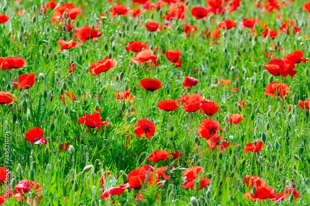 Poppy field in Loire valley