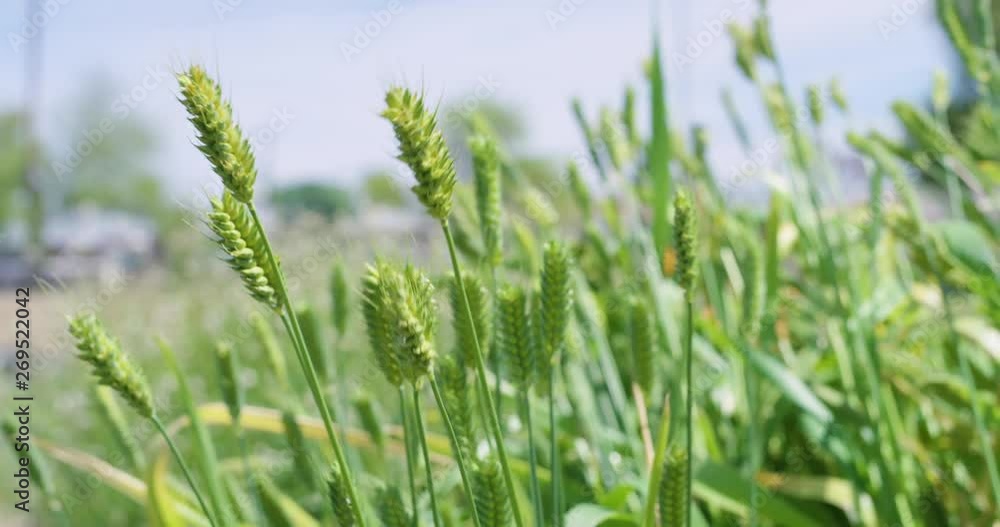 Wheat grain swaying the wind soon ready for harvest in Phoenix, Arizona. Rye, Barley and Wheat grain under a blue sky. Wheat grain swaying the wind soon ready for harvest in Phoenix, Arizona. Rye, Barley and Wheat grain under a blue sky.