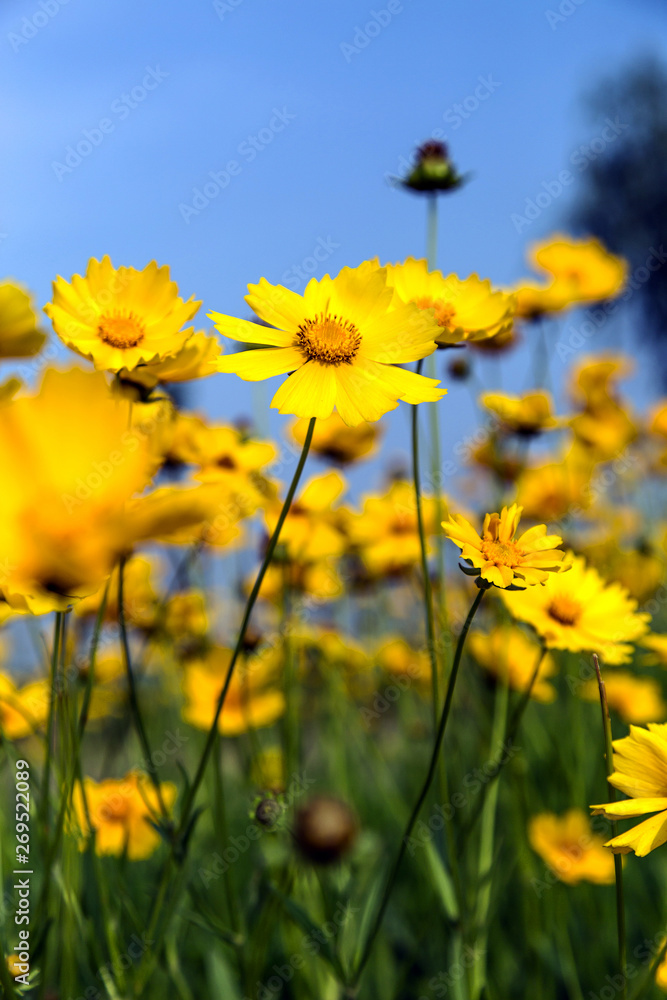 Little wild flowers in full bloom