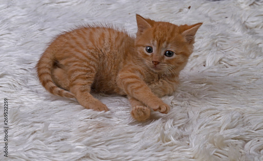 cute kitten cute kitten