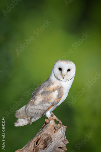 Stunning portrait of Snowy Owl Bubo Scandiacus in studio setting with mottled green nature background