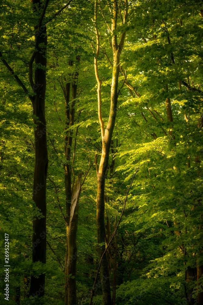 Beautiful Spring landscape image of forest of beech trees with dappled sunlight creating spotlights on the trees in the dense woodland Beautiful Spring landscape image of forest of beech trees with dappled sunlight creating spotlights on the trees in the dense woodland