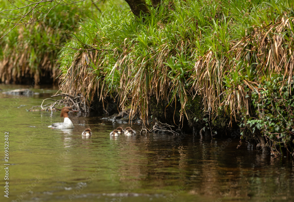 Fototapeta premium Female Gossander Mergus Merganser and several ducklings swimming on River Teign in England in Spring