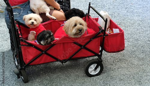 Brown mixed breed dog wearing red clothes sitting in the red dog cart