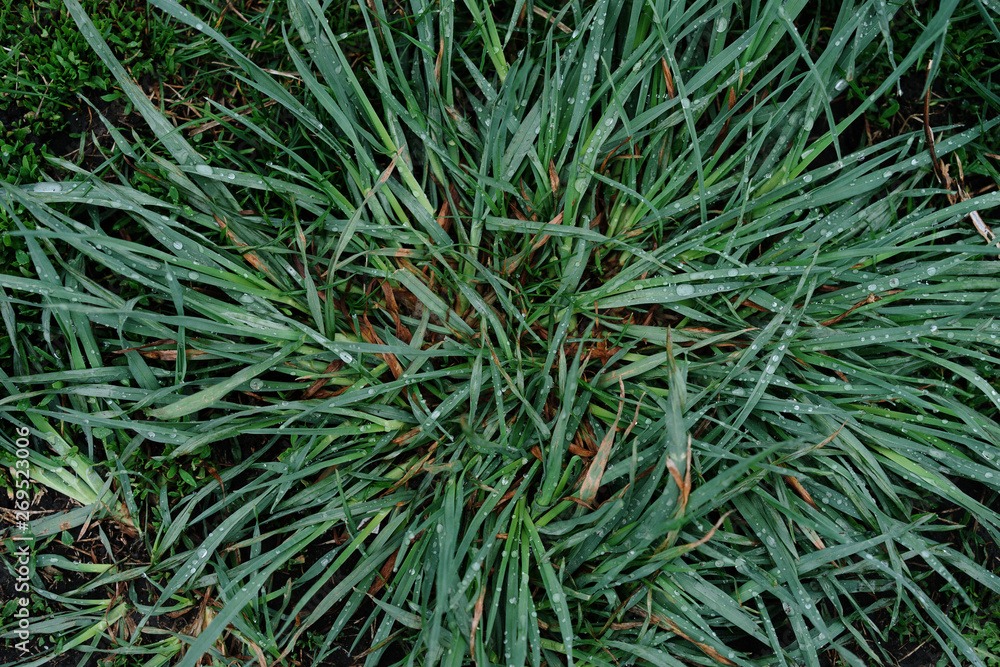 green plant texture, nature after rain, selective focus green plant texture, nature after rain, selective focus