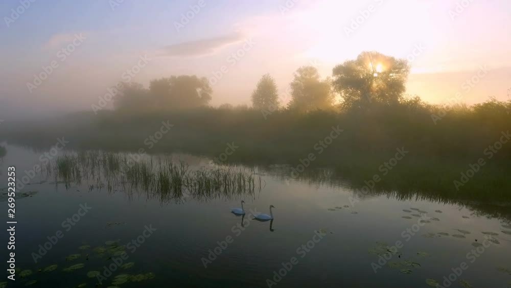 Two love swans at sunrise. Swan lake. Europe Two love swans at sunrise. Swan lake. Europe