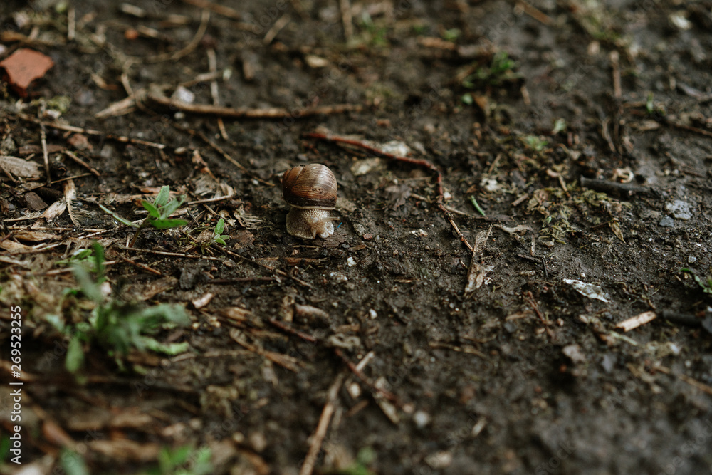 snail crawls after rain, selective focus snail crawls after rain, selective focus
