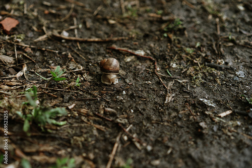 snail crawls after rain, selective focus