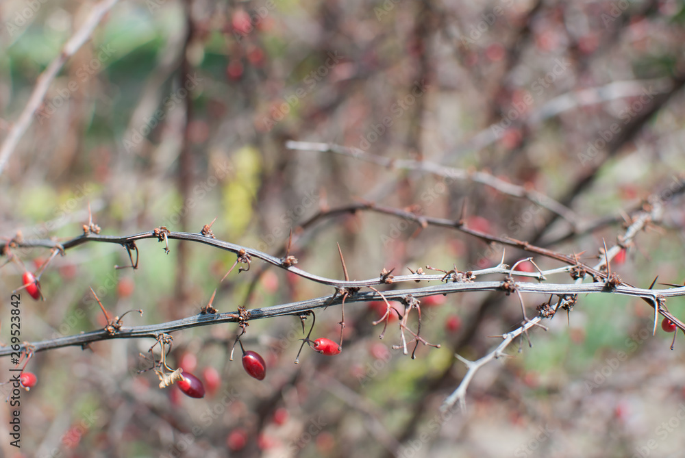 A branch with red berries on a blurred background in the forest A branch with red berries on a blurred background in the forest