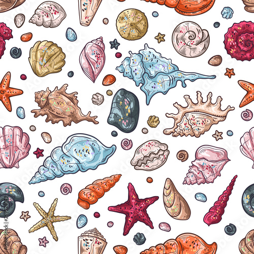 Vector sketching illustrations. Different types of seashells.