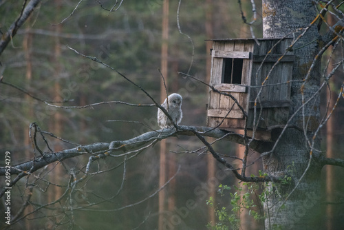 Young Ural owl (Strix uralensis) is on the tree branch in front of nest box with a forest background. curious early steps