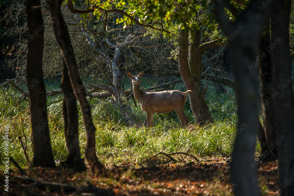 Female deer in the forest Female deer in the forest